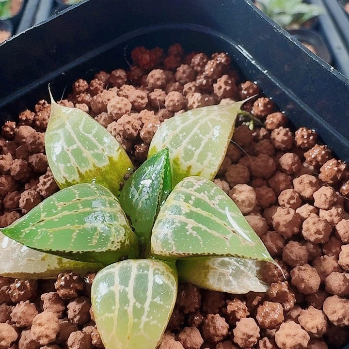 庄***庄十二卷 实生特选 福利