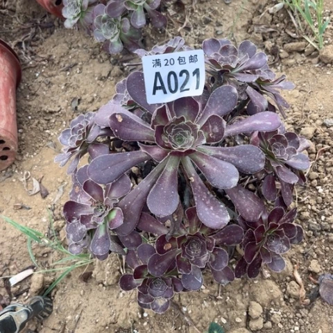 021黑元叶不包断枝