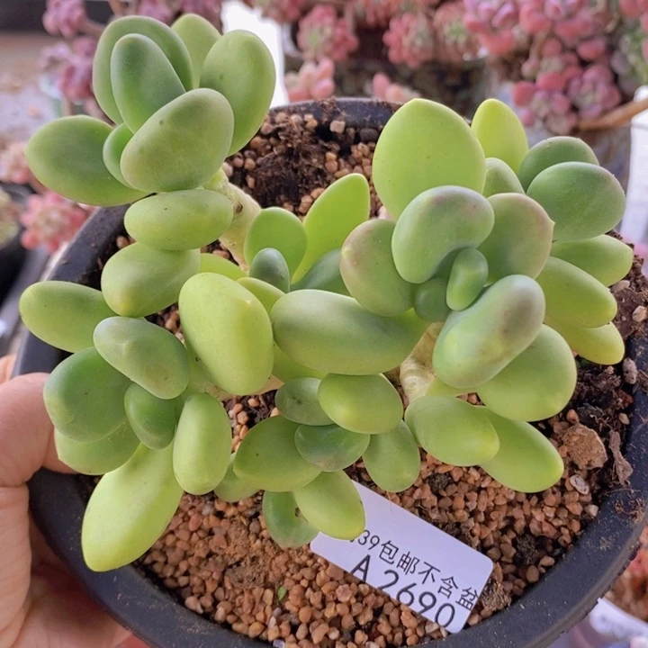 芒果奶13cm2690多肉植物