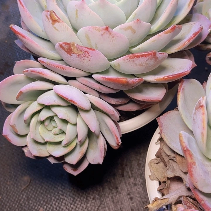 你就不要在联系我们啊