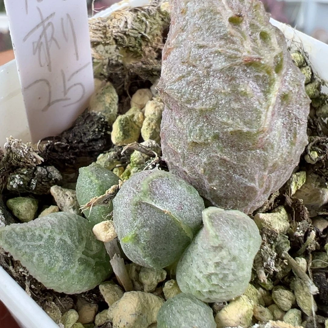 w倒刺多肉植物水泡
