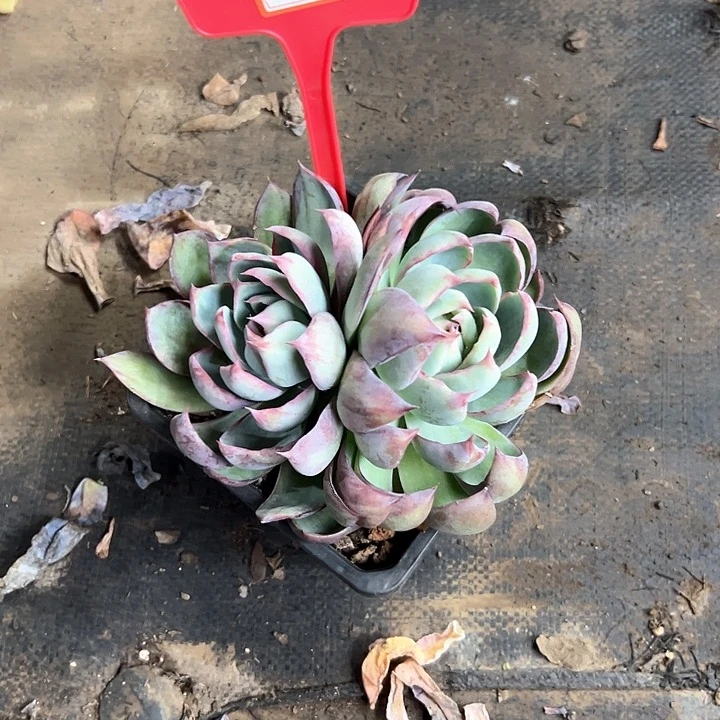 指***舞惊鸿多肉植物都087