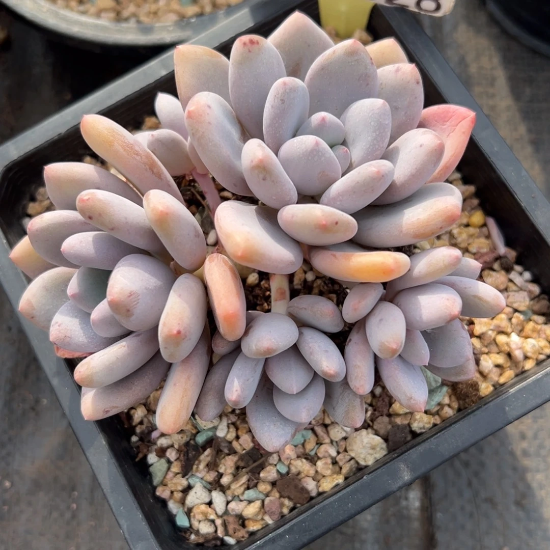 1214328 三明治美人群生