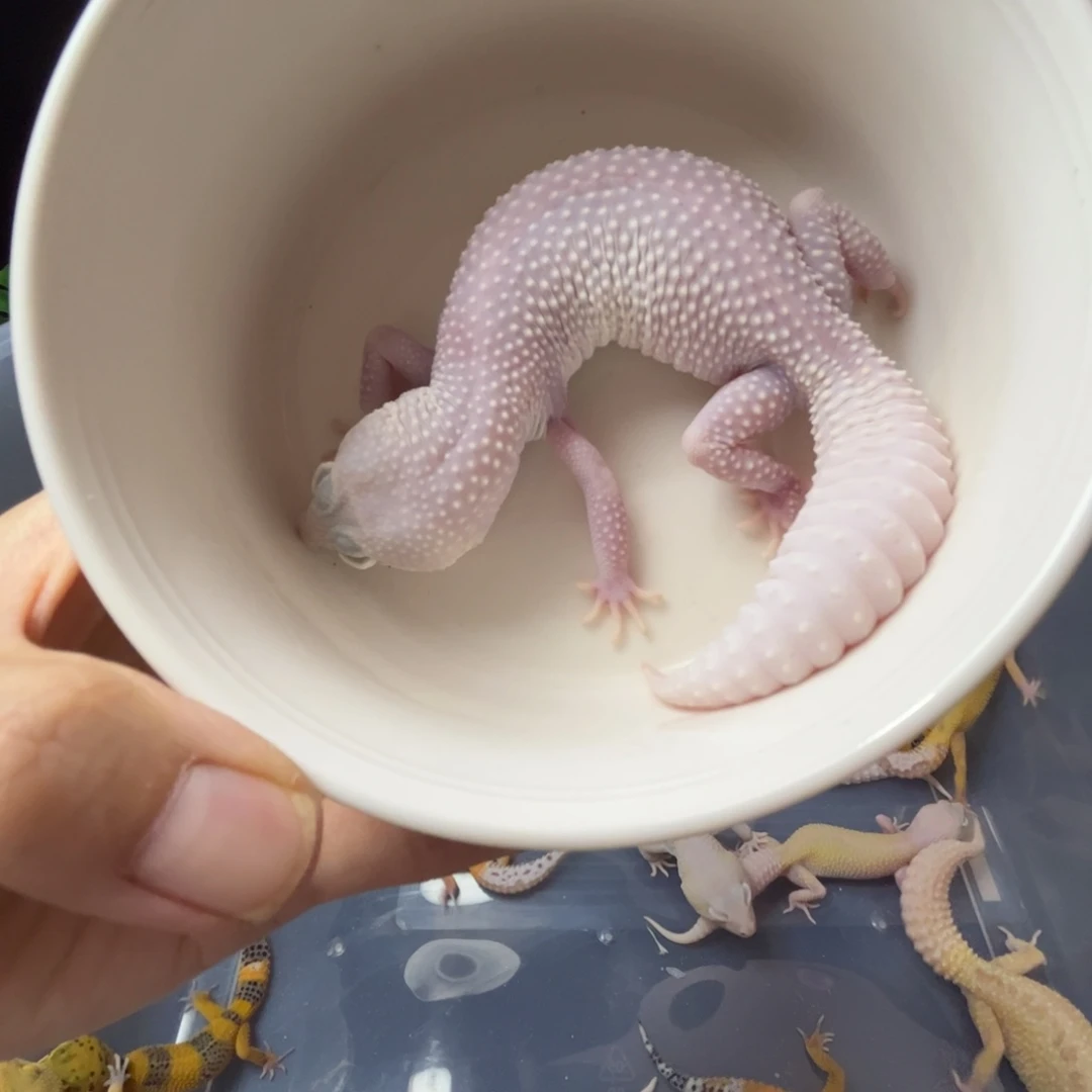 群***众豹纹守宫雪花恶魔白酒成体母