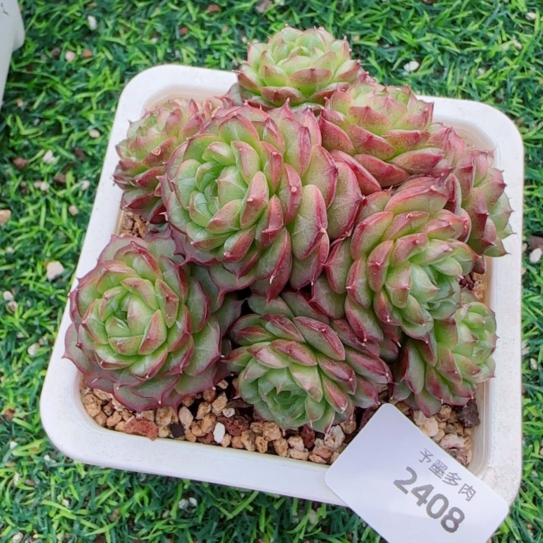 麦秆群，2408带盆发不包整