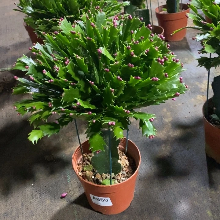 当前无花栽培后可以开花枫****）650加勒比