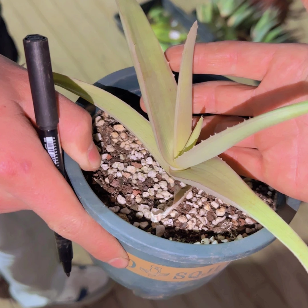 航****g块根植物块根植物块根植物