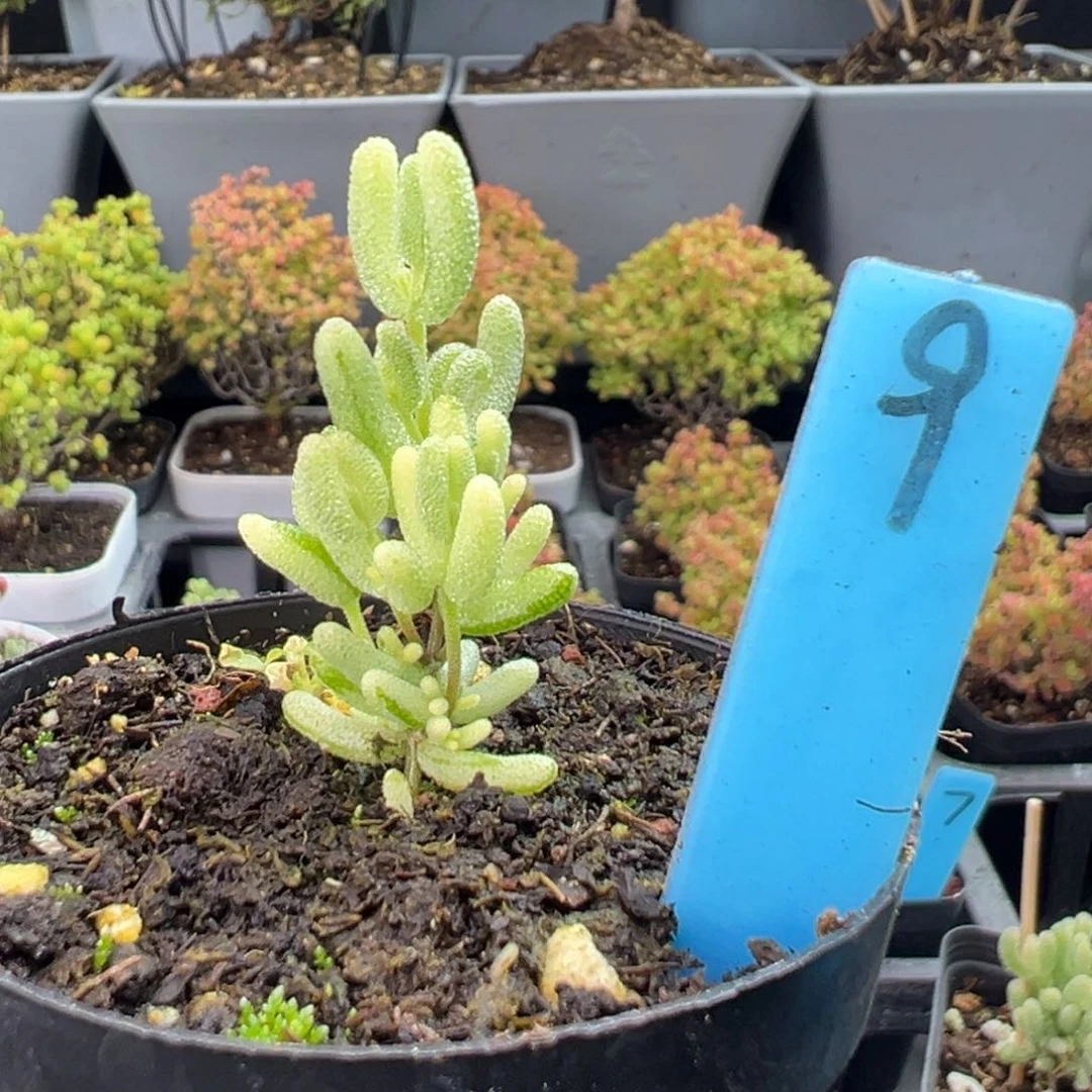 米粒阴阳拉丝锦9号