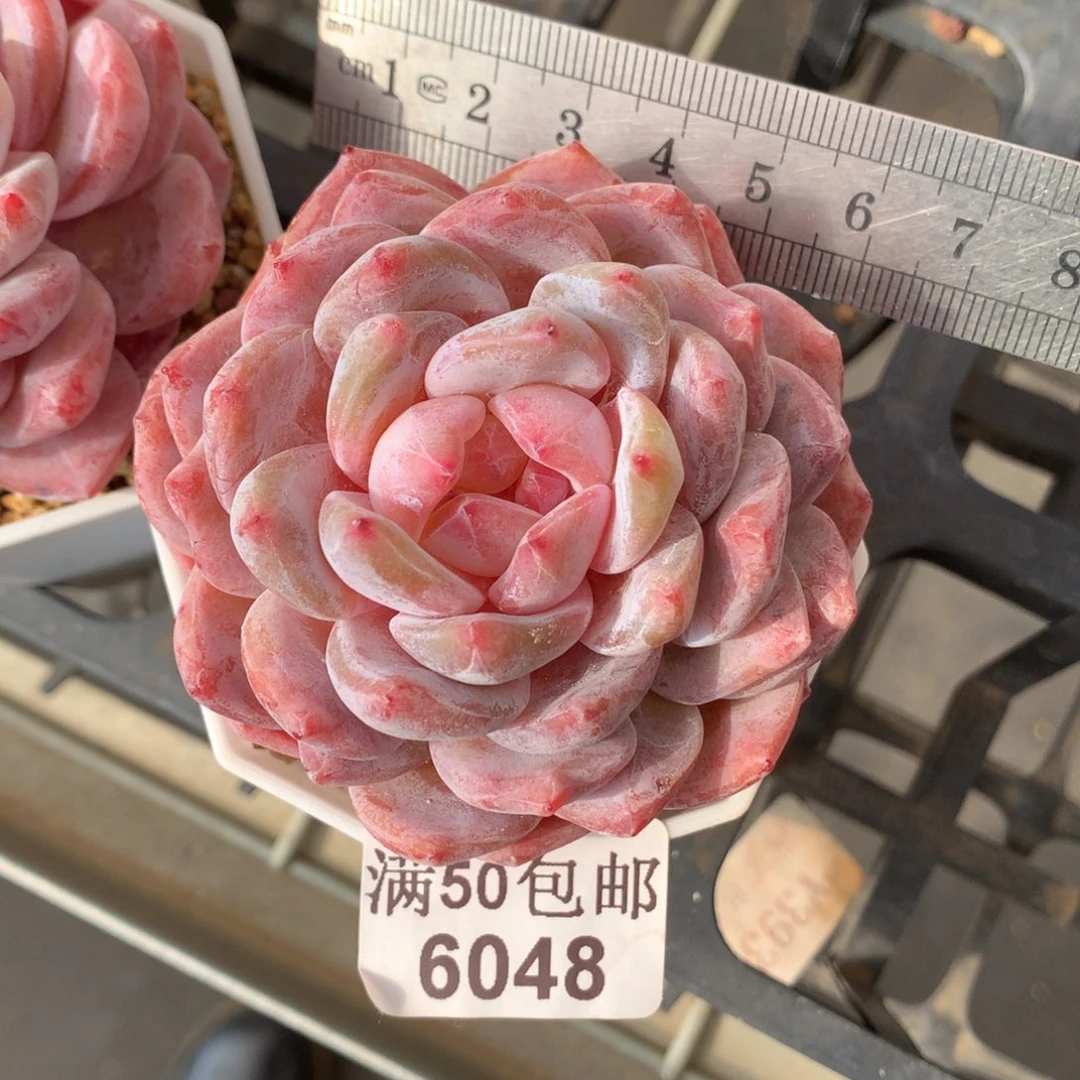 6048。糖心星影橙。