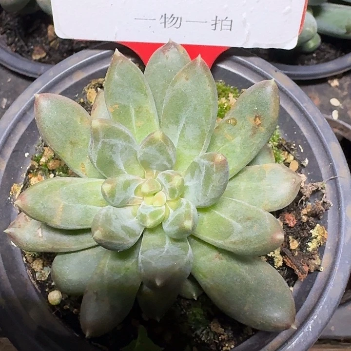 美人295多肉植物