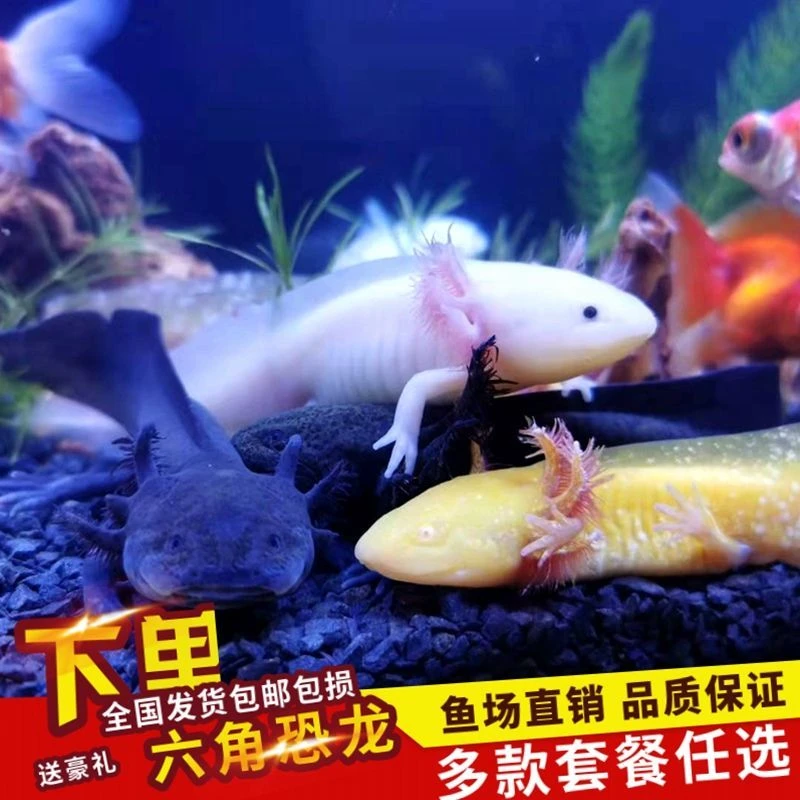 六角娃娃鱼养不死美西螈宠物六角恐龙鱼饲料鱼蝾螈小型观赏鱼陆