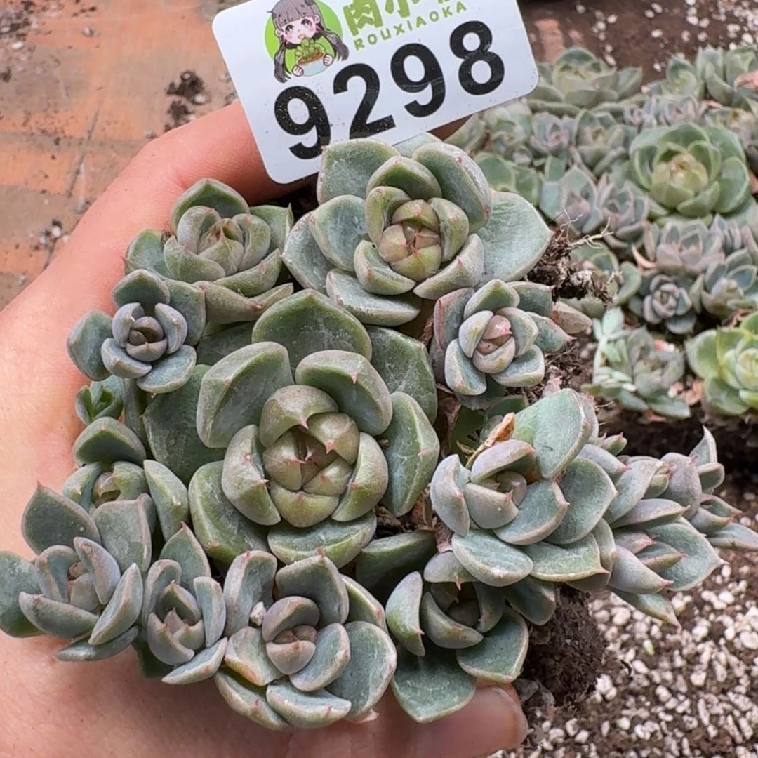 多肉植物多肉植物