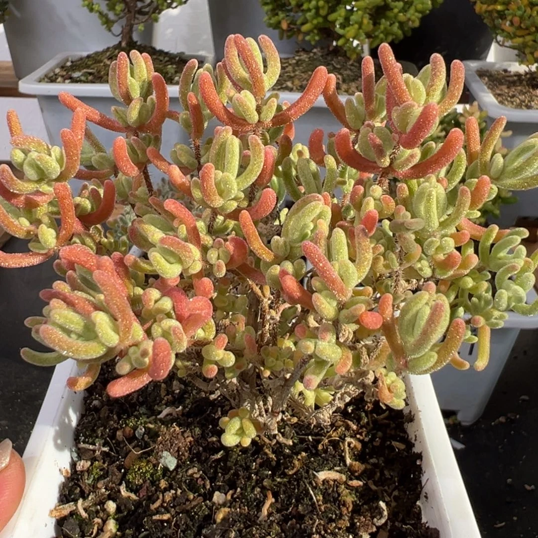 D2224橙叶白锦枝干