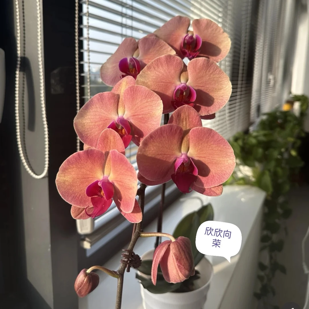 蝴蝶兰欣欣向荣3.0寸根系一般拍一发2