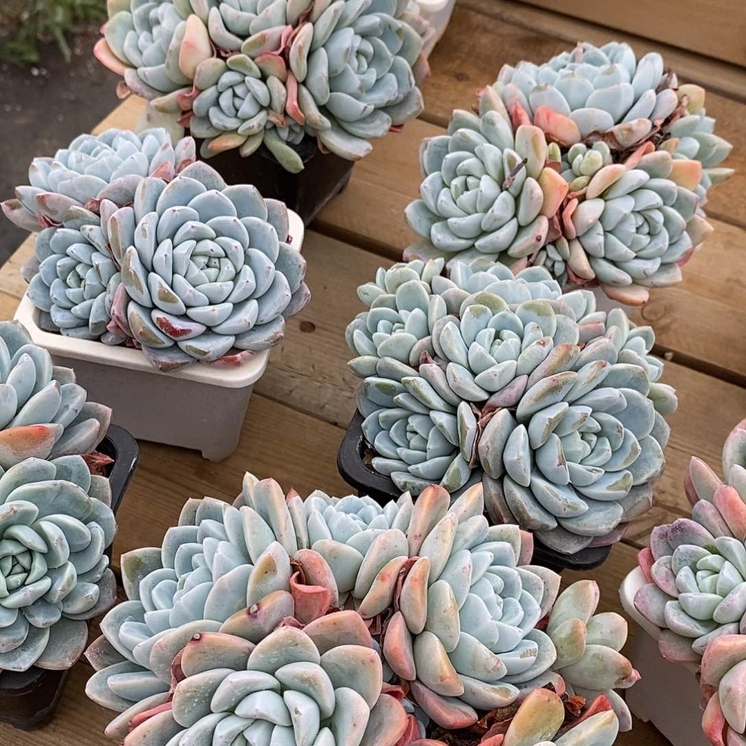 绿底冰玉大群 福利多多