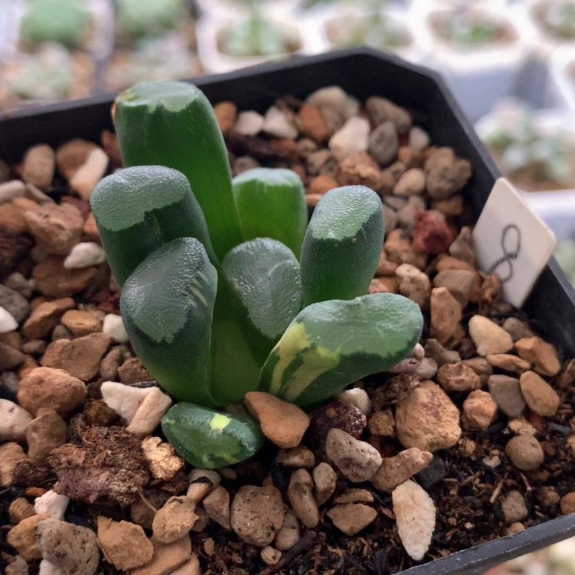 【闪购商品】8万象
