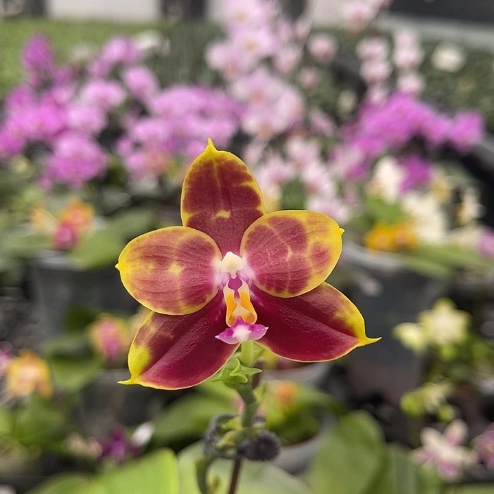 完全开放amm170  593