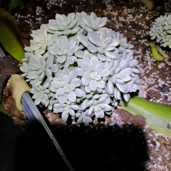 就***K洛可可锦掰下来发货