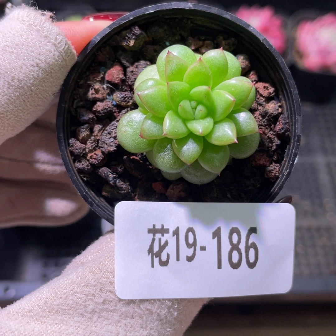 花利美19-186绿水鬼