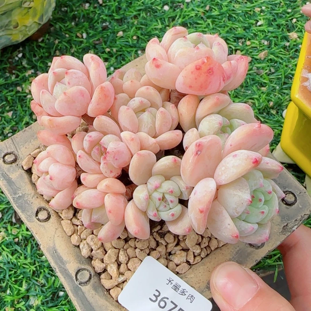 望舒无砍，3675多肉植物