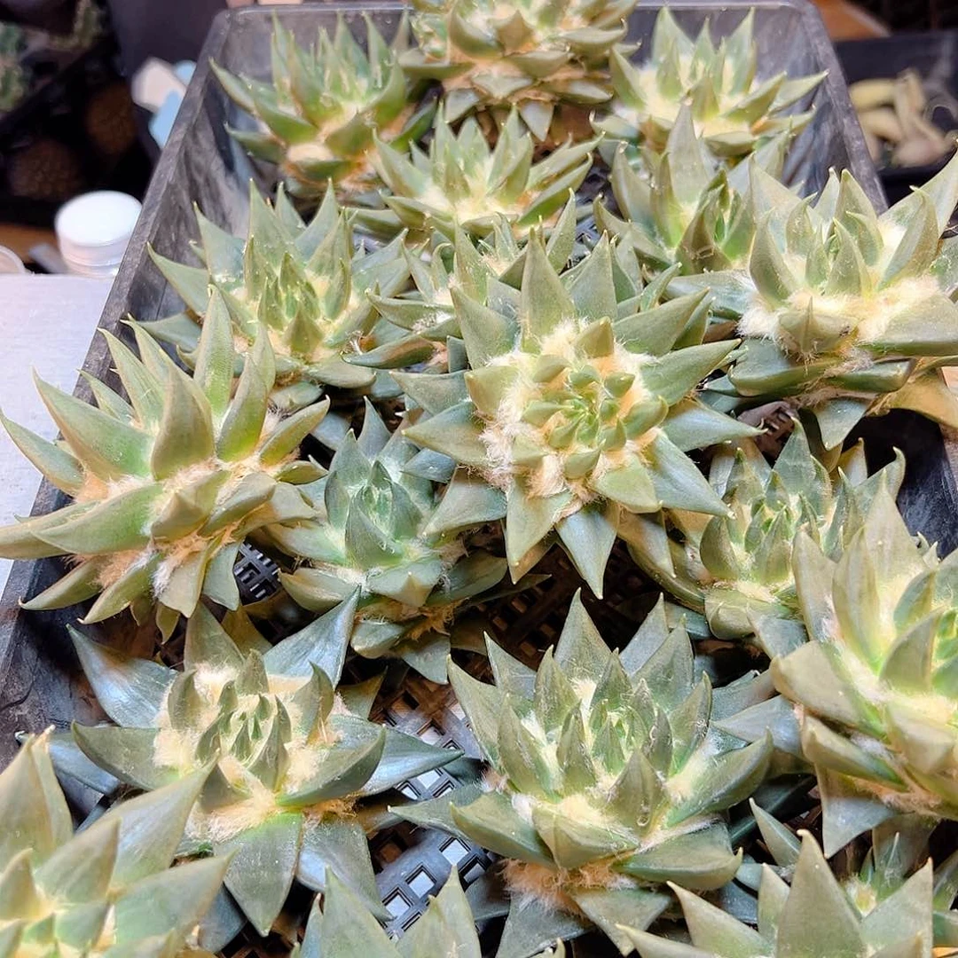 苗接细尤龙牙牡丹无根9公分单多头