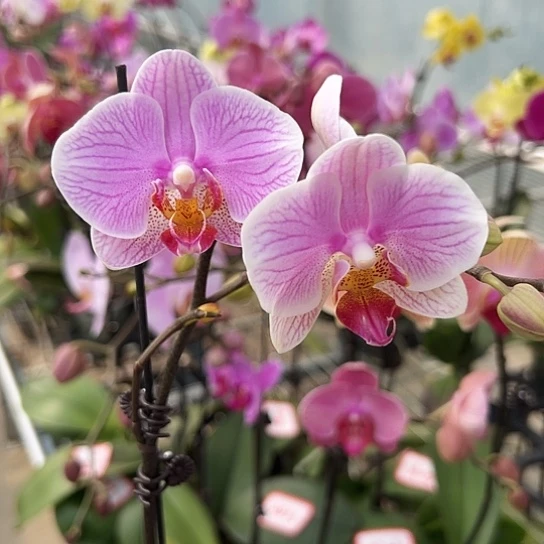 大部分花苞少量开放A062无售后带花发