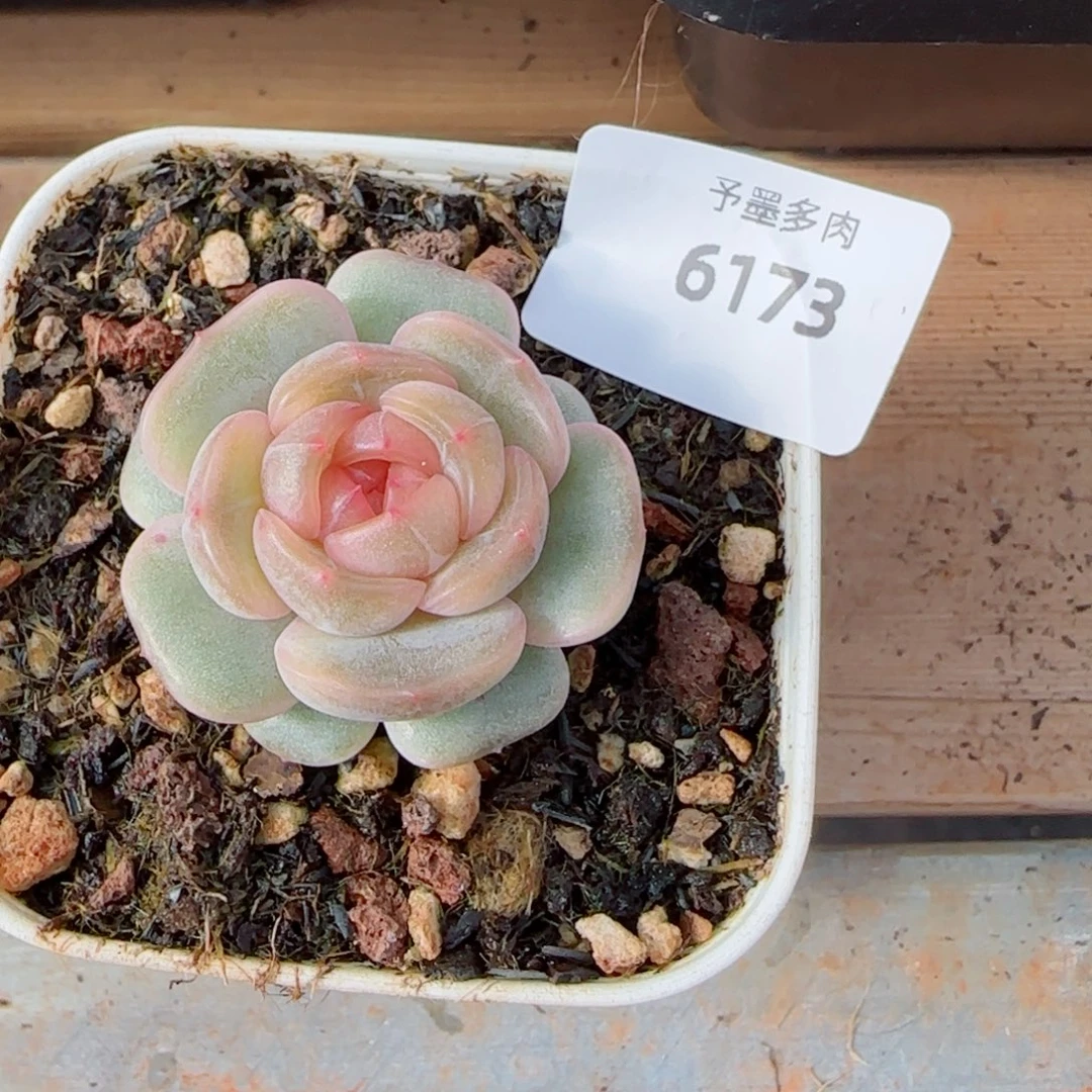 彩恋，6173多肉植物