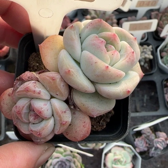 56新品珍妮多肉植物多