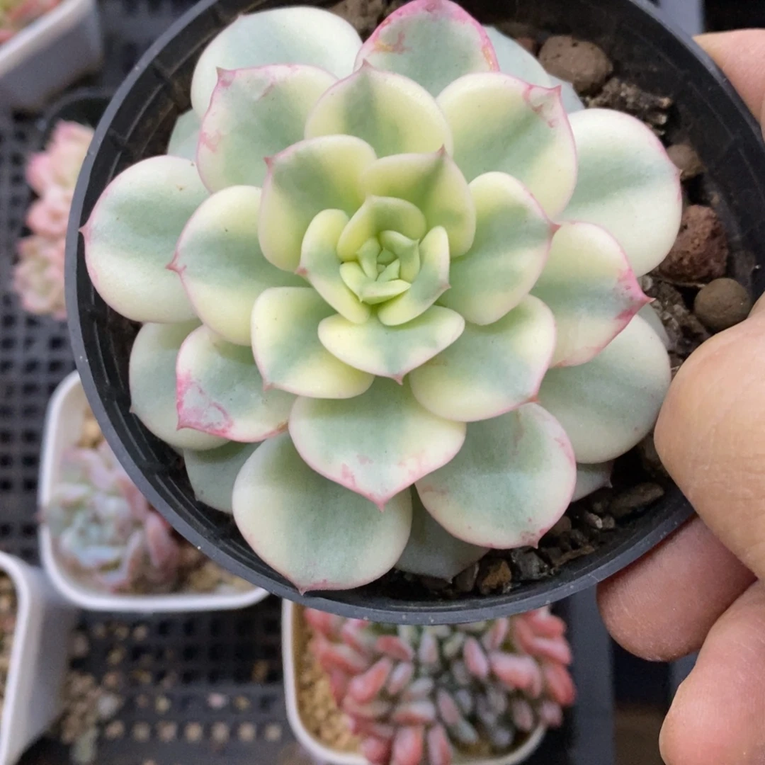 精品多肉一物一拍不包整472