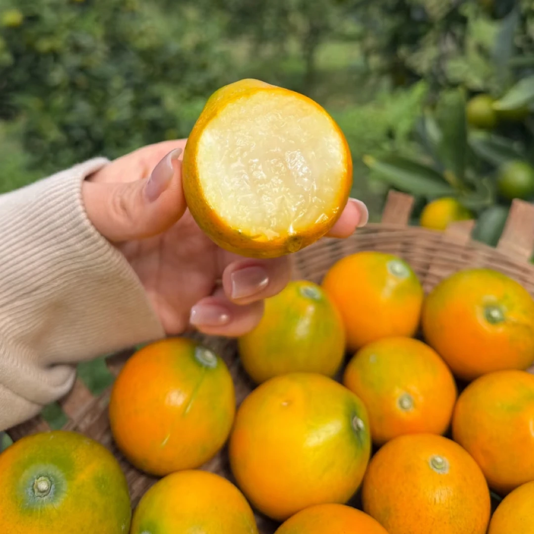 【整果】融安金柑1斤左右同城