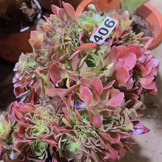 花***君多肉植物一个法师