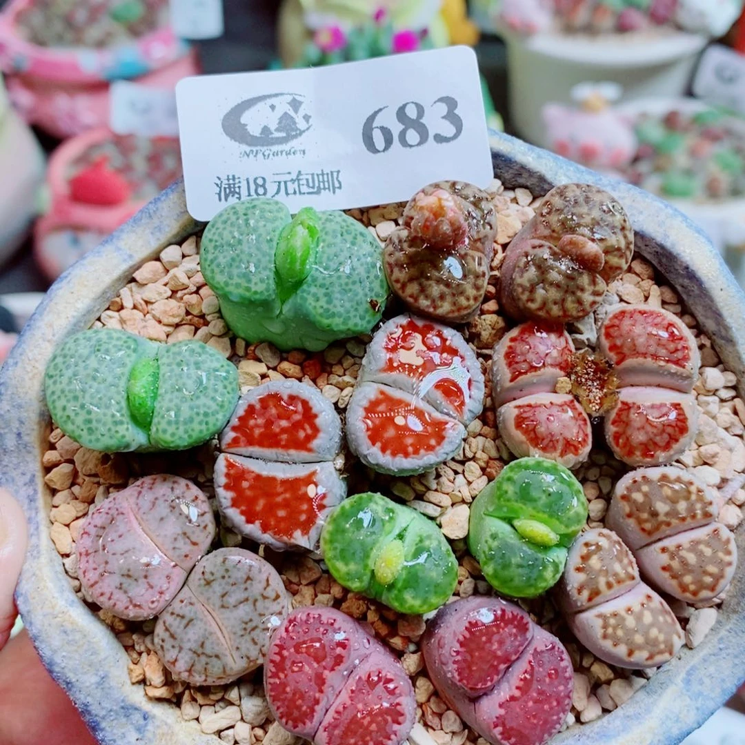 生石花花花花开了683