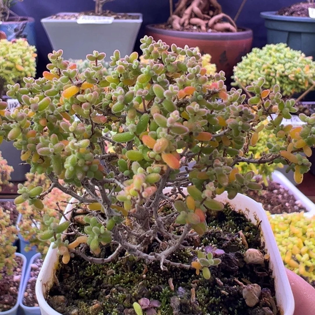 2777小小米一物一拍