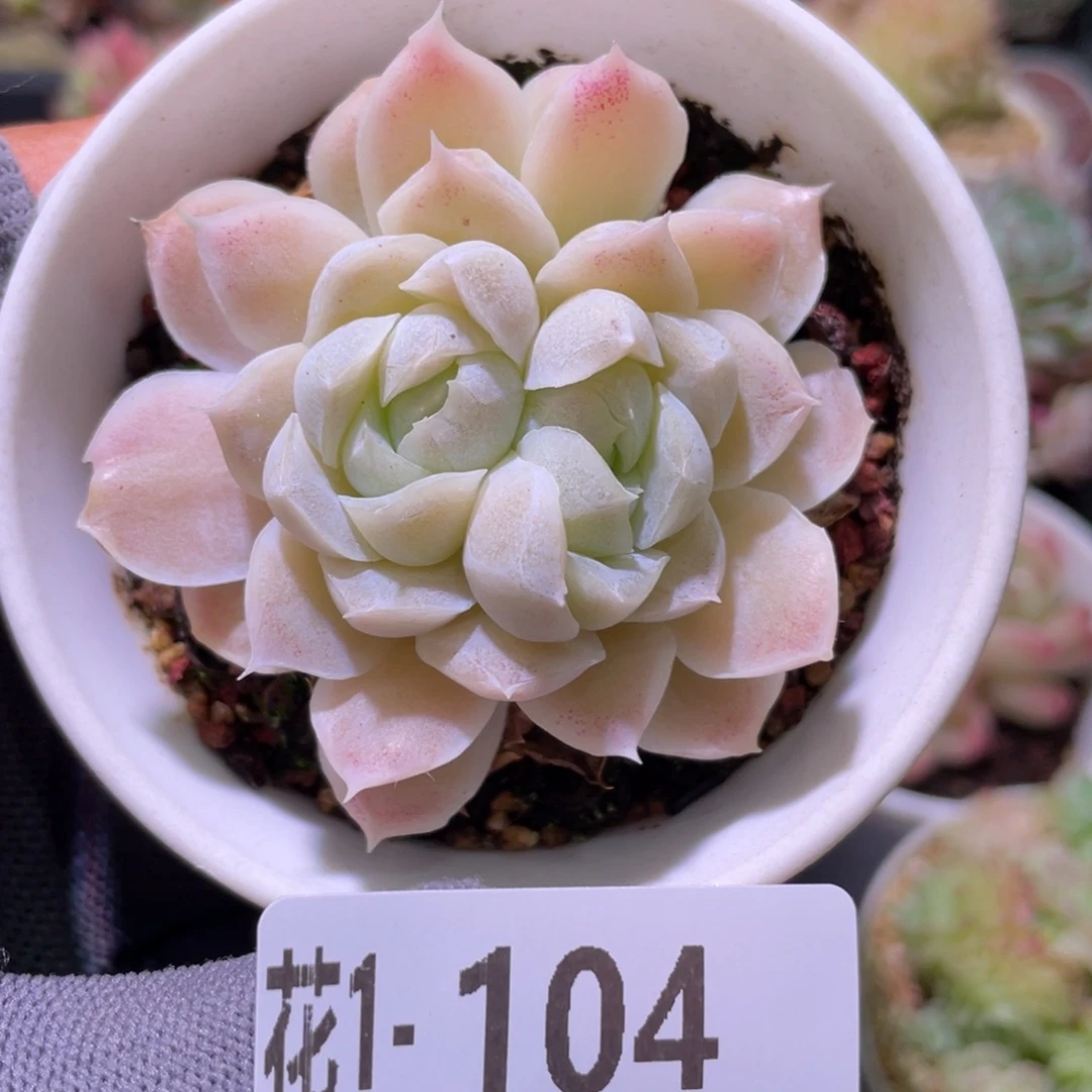 花利美  1-104白月影