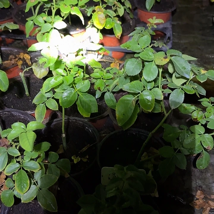 无花朵蒙特卡罗小扦插苗