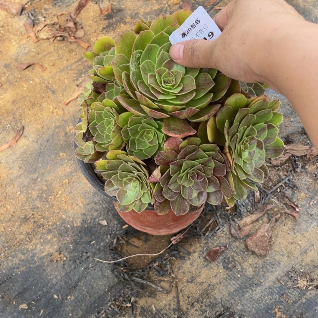 茵****3619花月夜法师多肉断枝不包