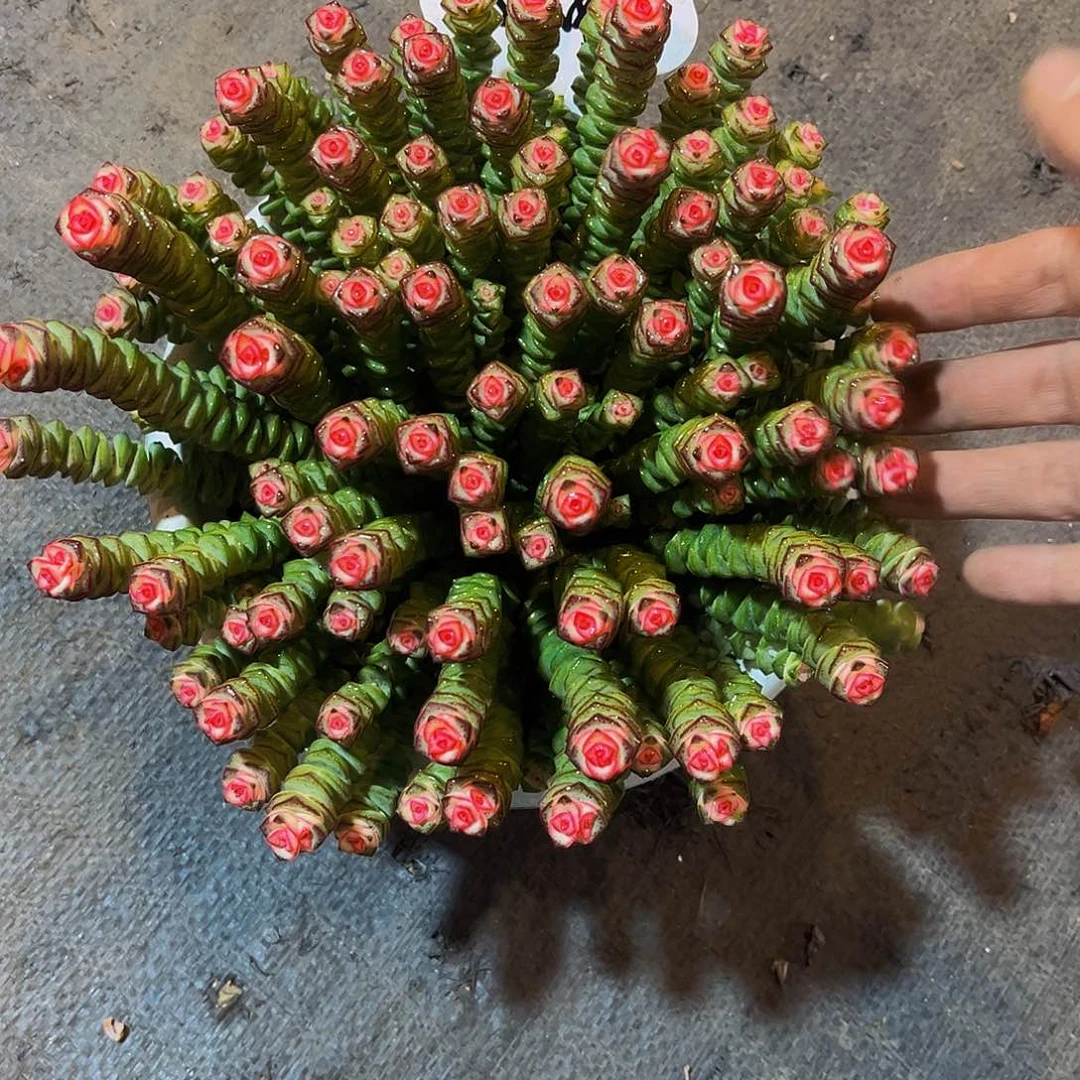 钱多多多肉 25.8一单包邮