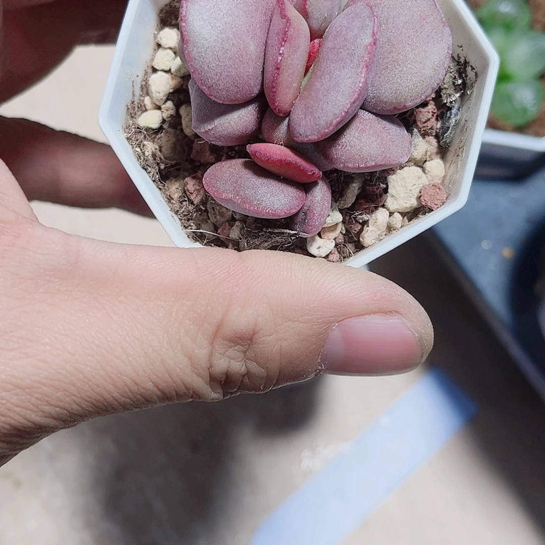 好看的水泡新手好养