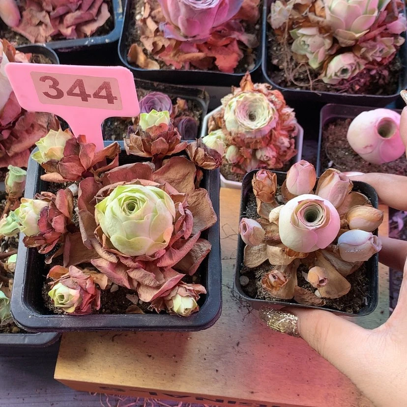 【闪购商品】美*福利两颗344