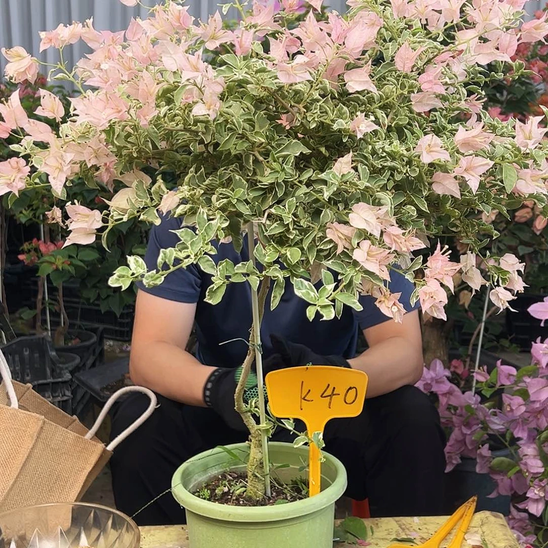 X***O大部分花苞少量开放K40赛佛里