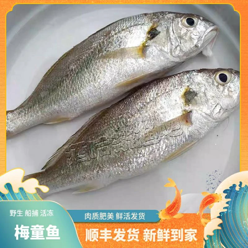 【梅子鱼】直播间海鲜螃蟹鱼虾顺丰发货新鲜到家