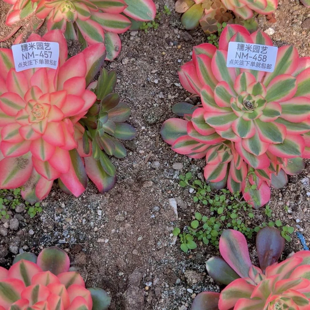 Y****S香妃两颗457-58多肉植物