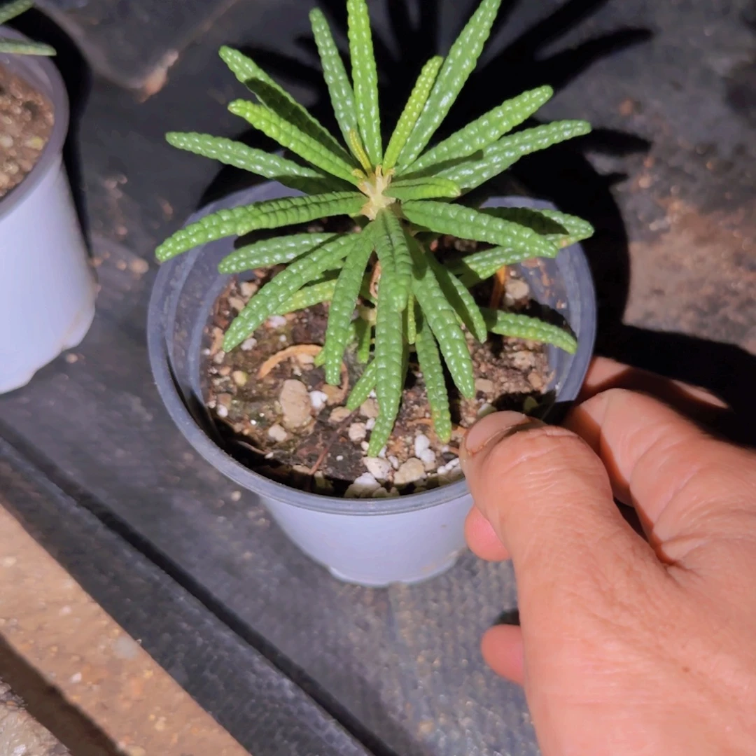 小****块根植物块根植物