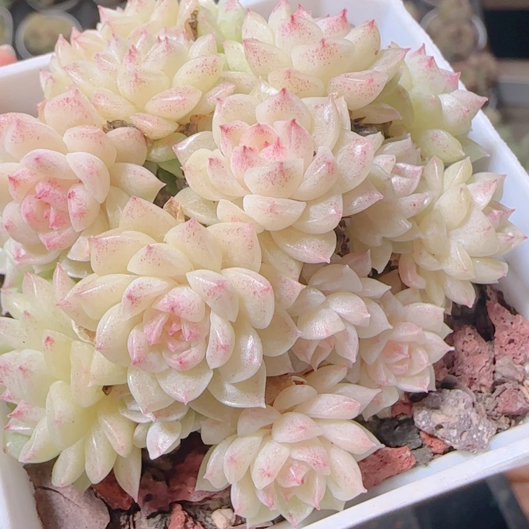 花语逸镜1109-334散