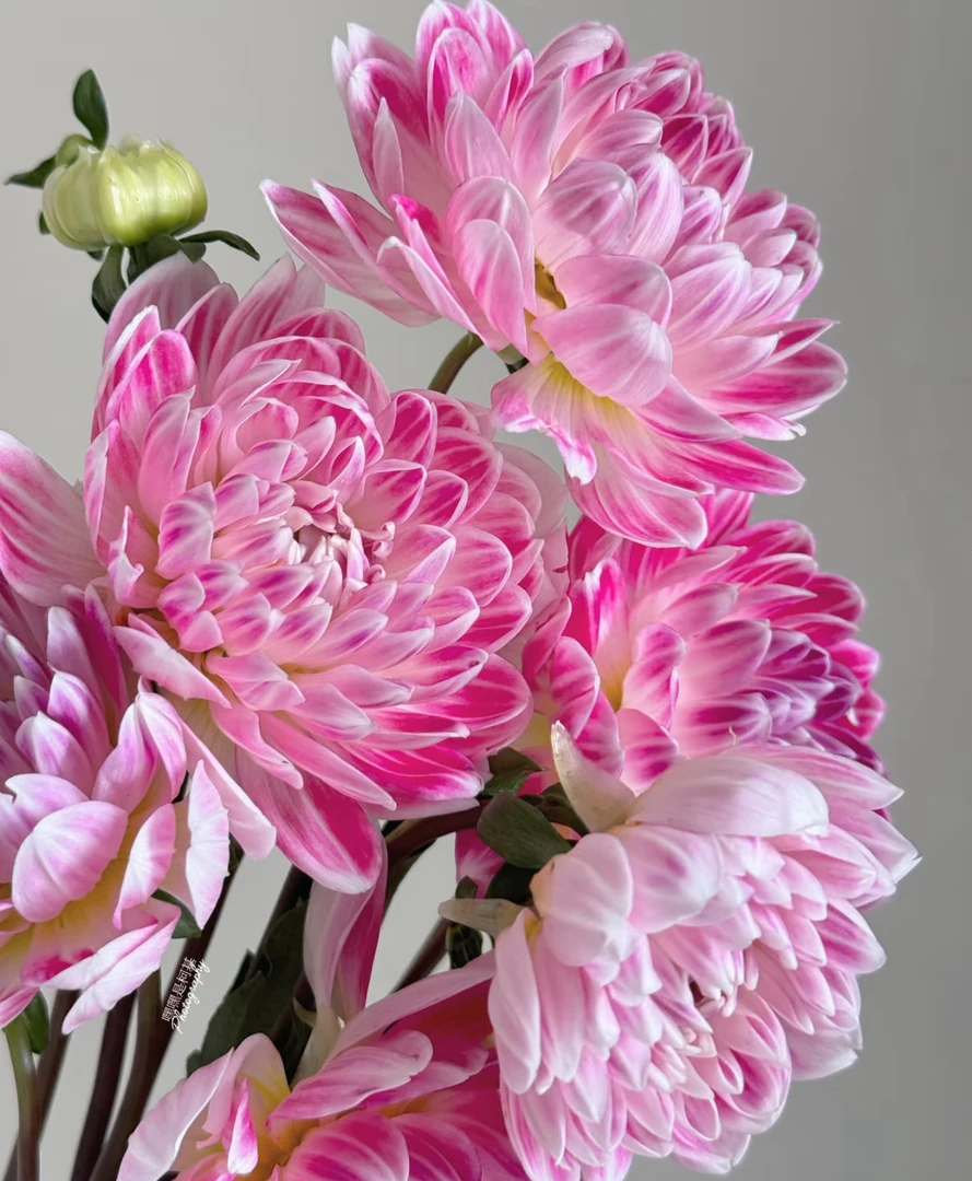 【买二单赠一】大丽花 Dahlia 奶呼呼