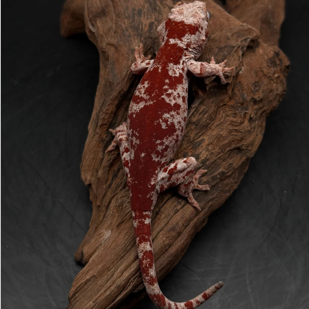 【宫喜发财爬宠】盖勾亚守宫懒人萌宠