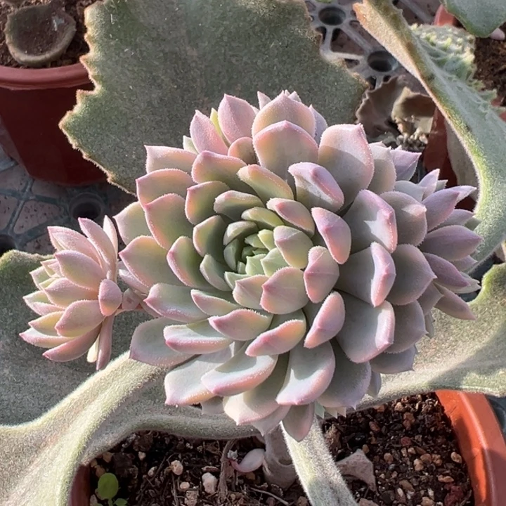 莱恩小精灵锦群生