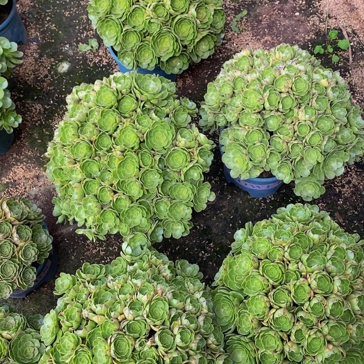 完全开放万圣节拉丝多肉1颗多肉