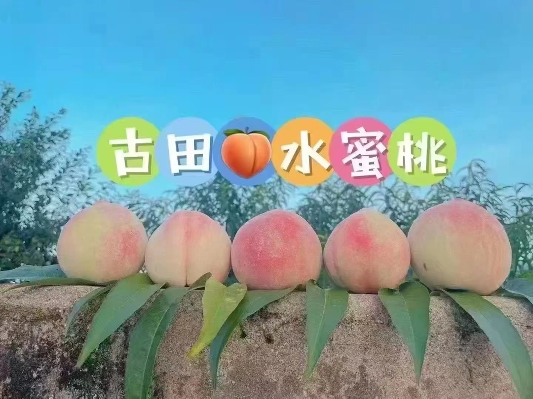 古田桃水蜜桃新鲜现摘脆爽多汁软硬两吃