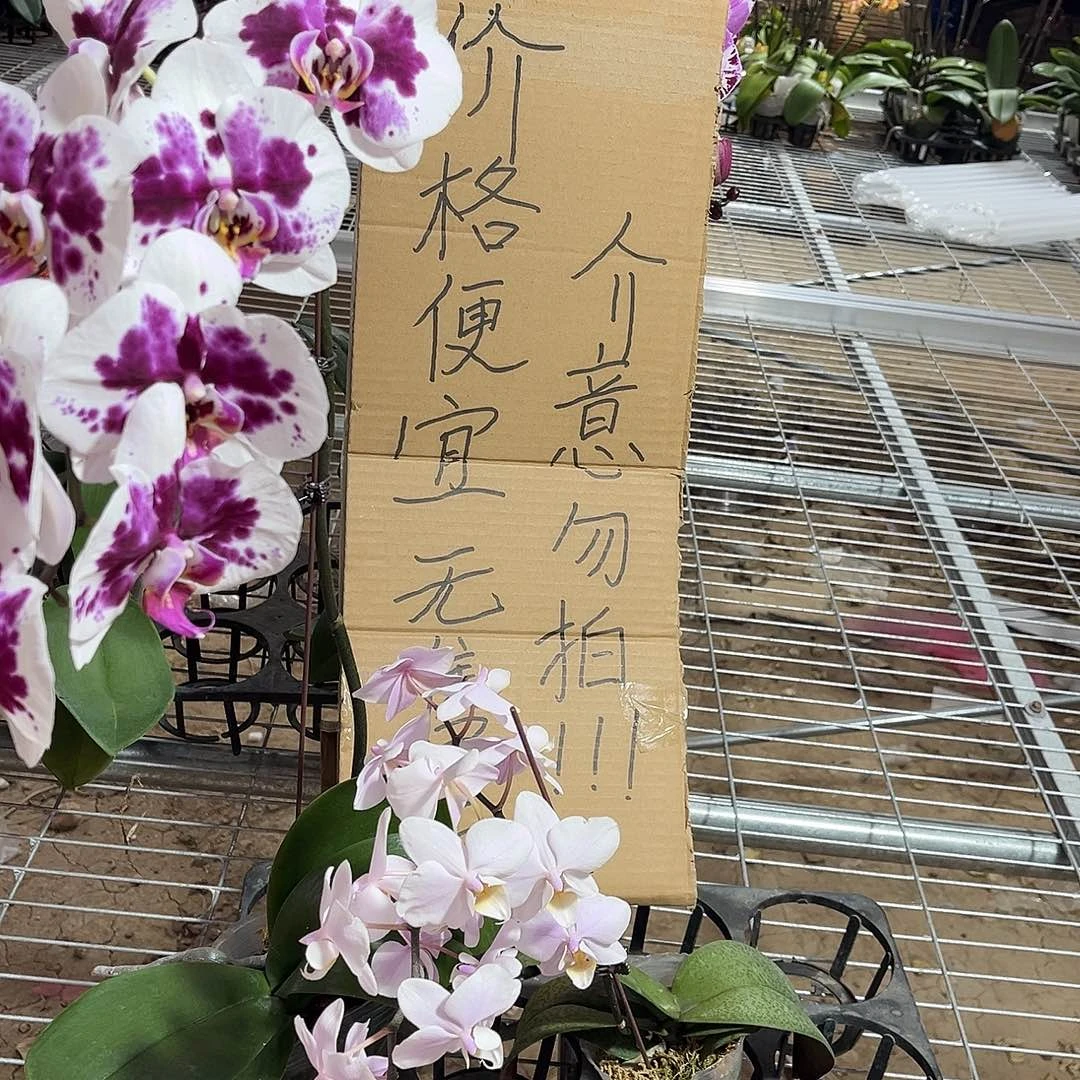 当***累完全开放蝴蝶兰2个 不售后